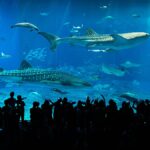 2014 11 02 Okinawa Churaumi Suizokukan