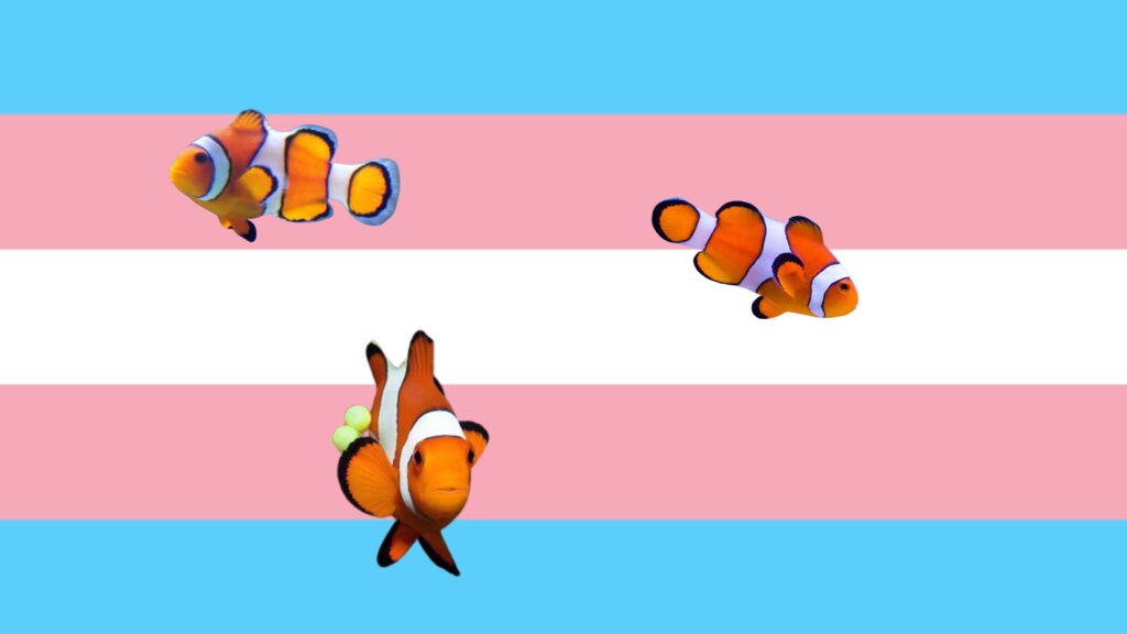 Japanese Trans Movie: Review of The Fish with One Sleeve 10 kumanomi